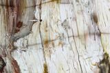 Petrified Wood (Araucioxylon) - Circle Cliffs, Utah #104641-1
